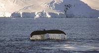 A Whale Cruise in Antarctica